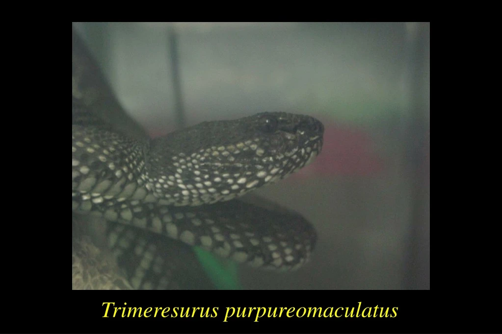 trimeresurus purpureomaculatus