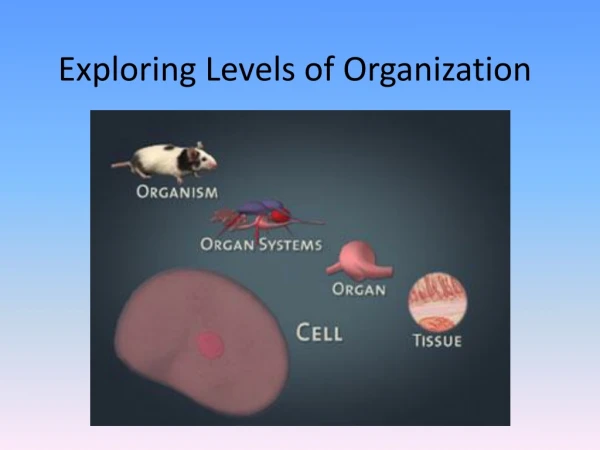 Exploring Levels of Organization