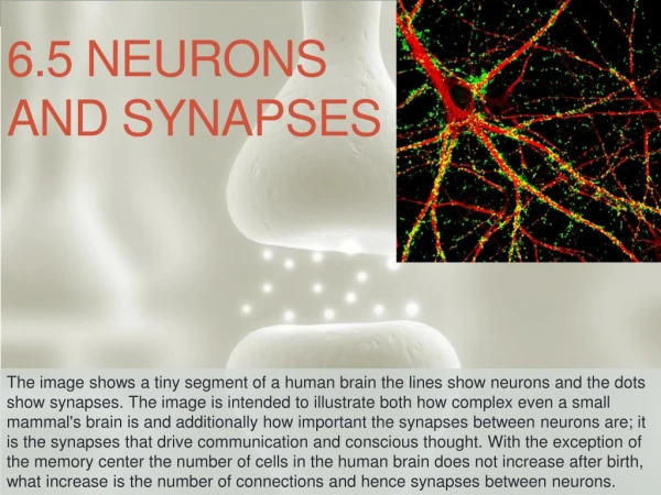 6.5 Neurons and synapses