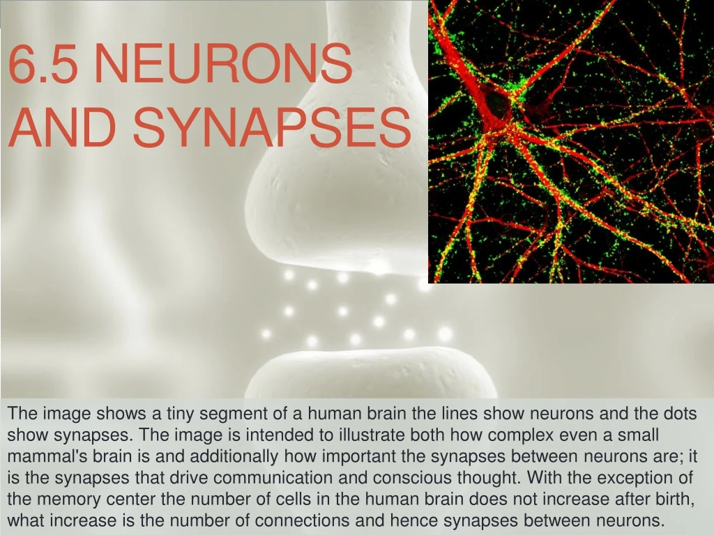 6 5 neurons and synapses
