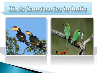 Bird Sanctuaries in India - slide 1
