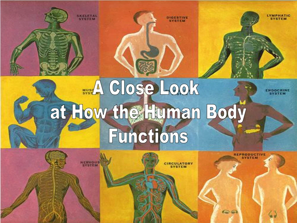 a close look at how the human body functions