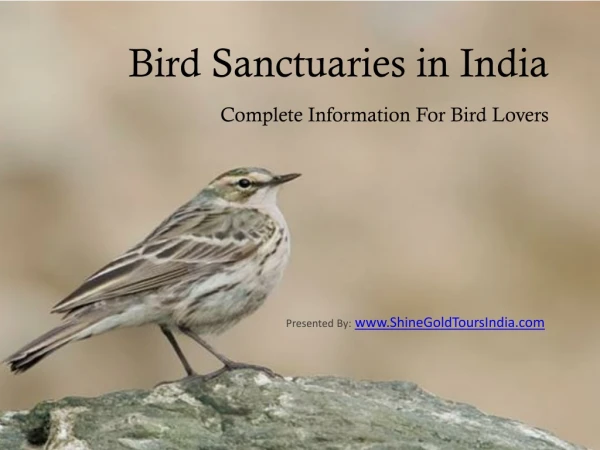 Bird Sanctuaries in India Complete Information For Bird Lovers