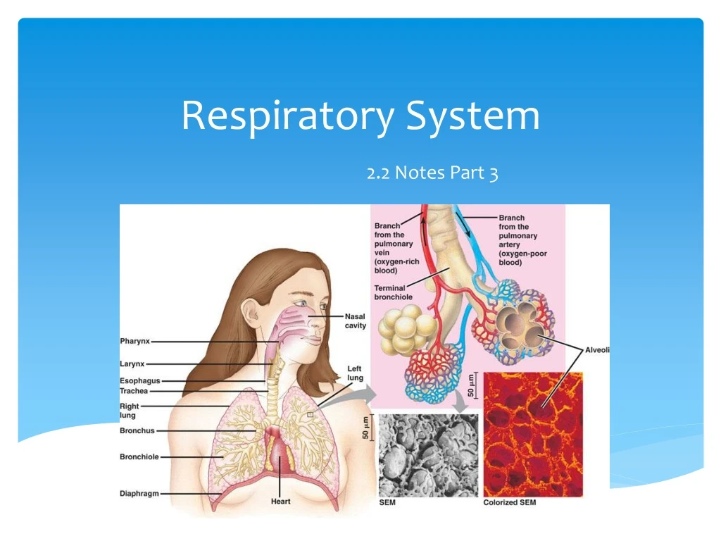 respiratory system