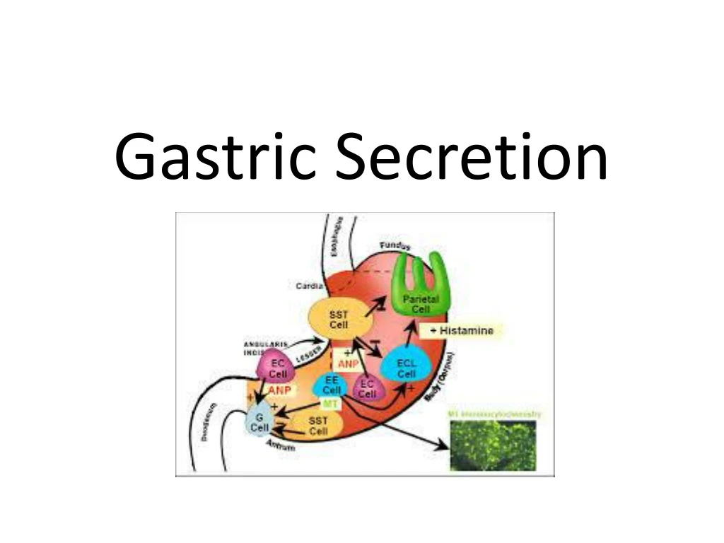 gastric secretion