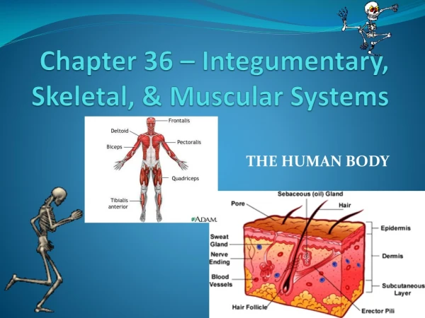 Chapter 36 – Integumentary , Skeletal, &amp; Muscular Systems