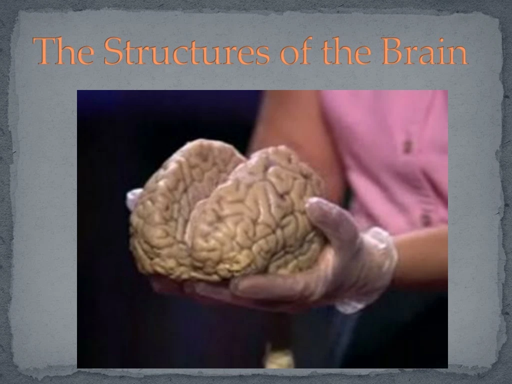 the structures of the brain