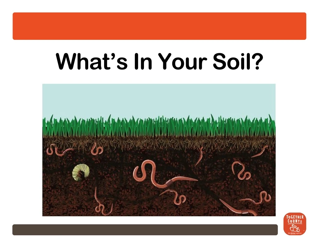 what s in your soil