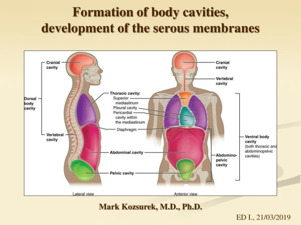 Formation of body cavities , development of the serous membranes