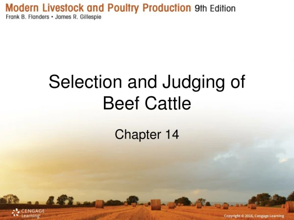 Selection and Judging of Beef Cattle