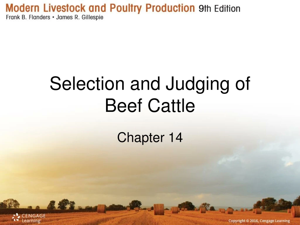 selection and judging of beef cattle