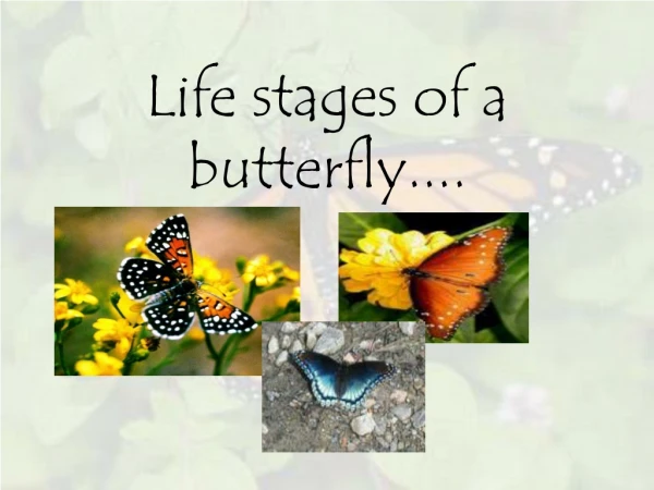 Life stages of a butterfly....