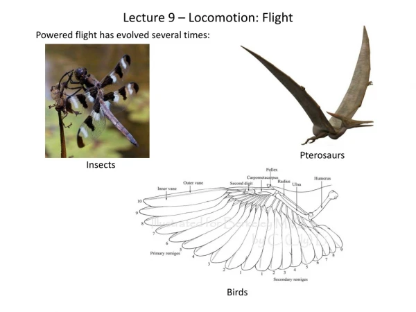 Lecture 9 – Locomotion: Flight