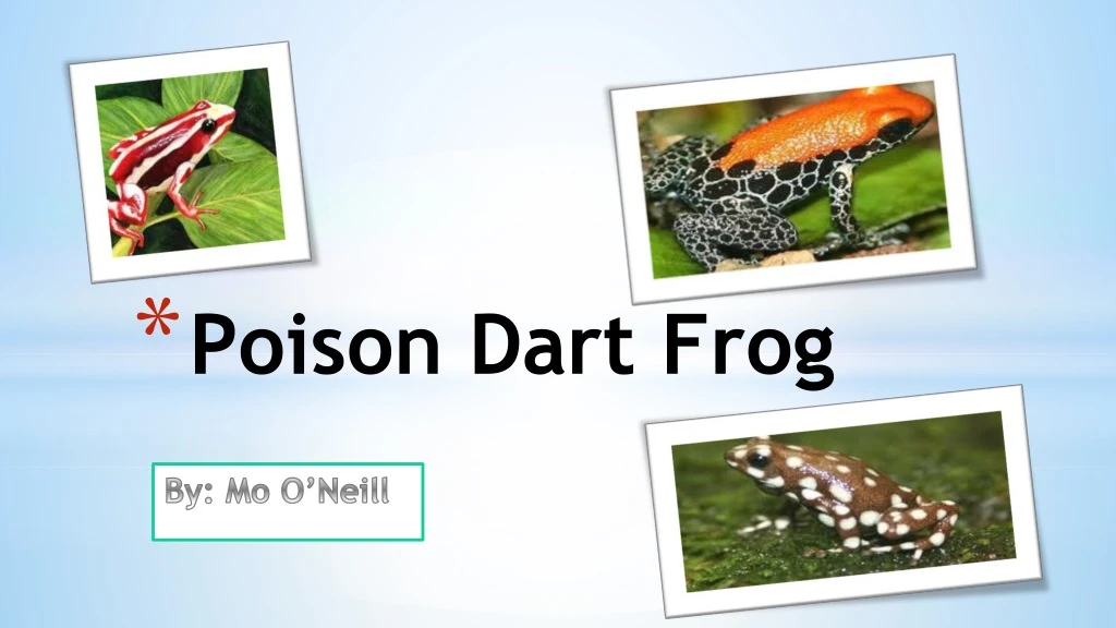 poison dart frog