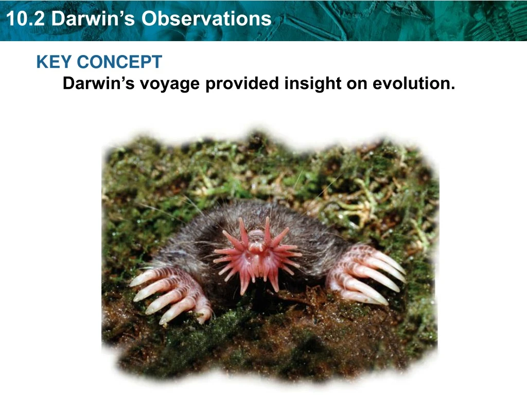 key concept darwin s voyage provided insight