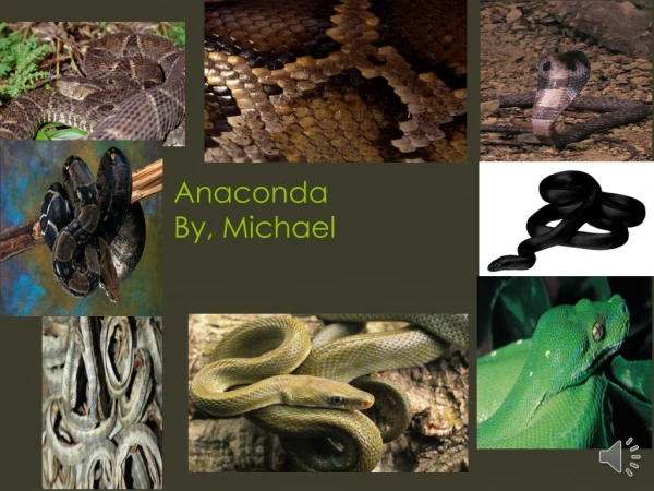 Anaconda B y, Michael