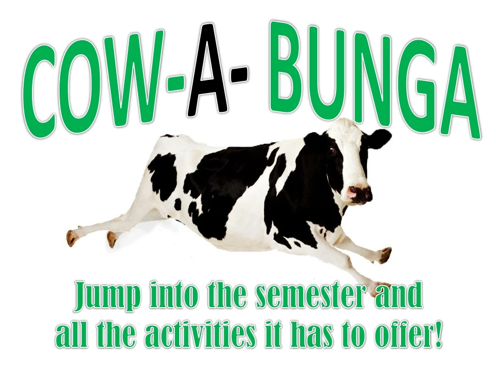 cow a bunga