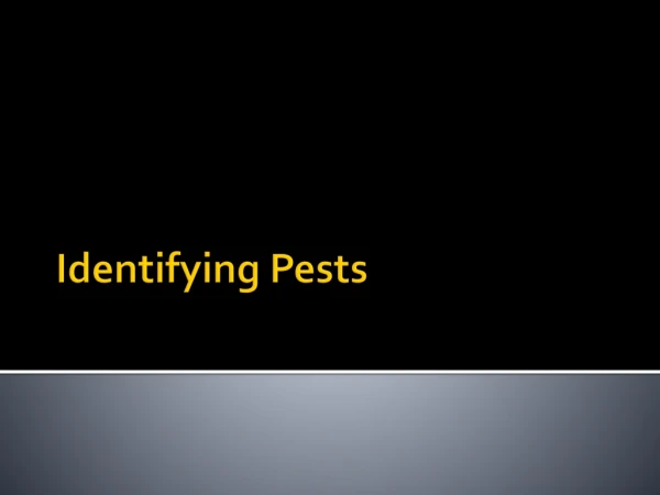 Identifying Pests