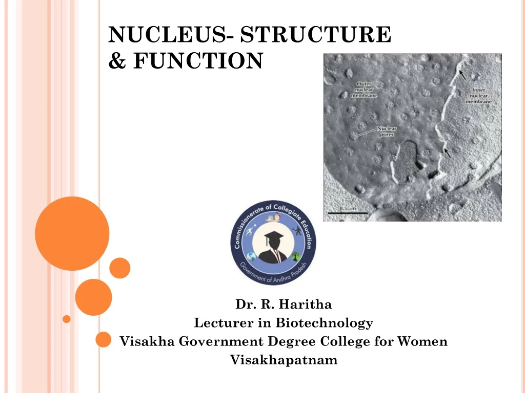 nucleus structure function