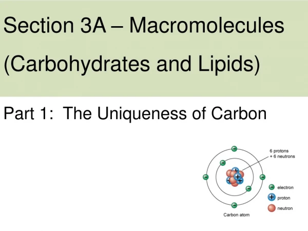 Section 3A – Macromolecules (Carbohydrates and Lipids)
