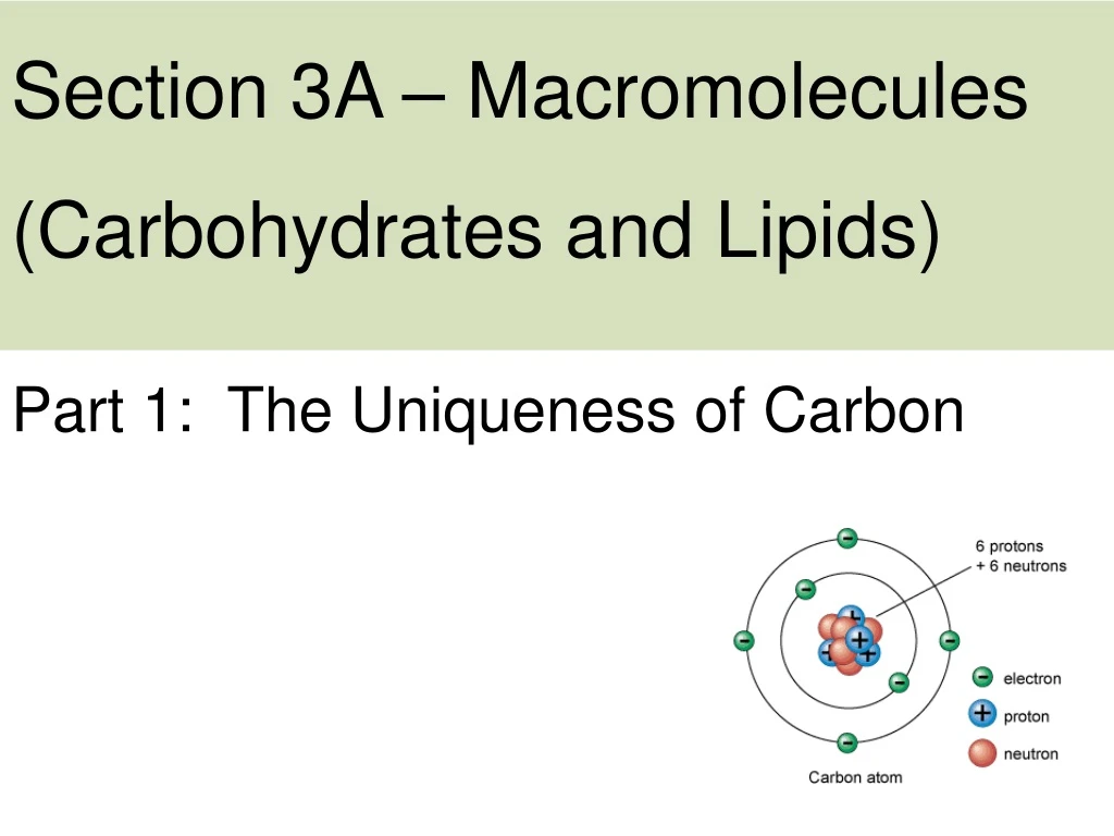 section 3a macromolecules carbohydrates and lipids