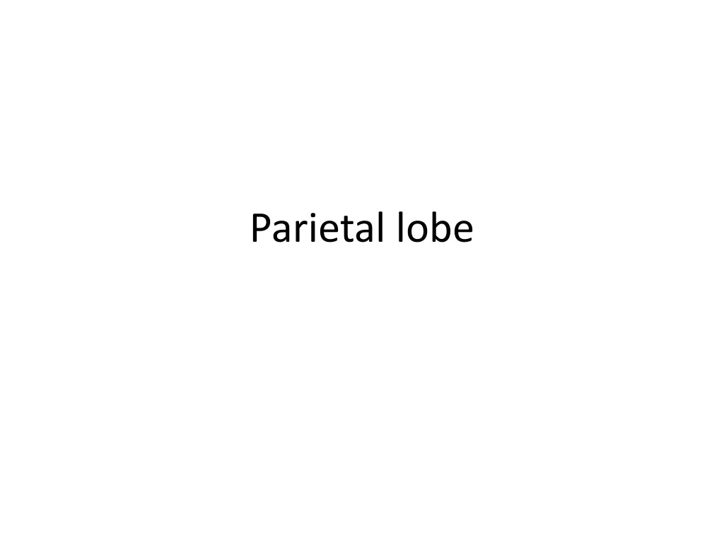 parietal lobe