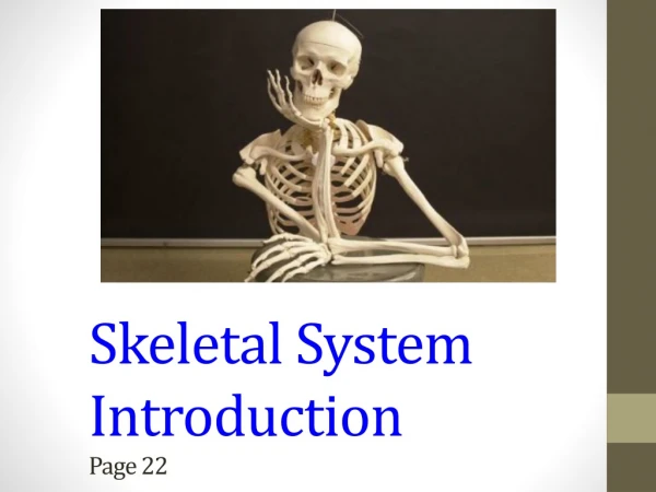 Skeletal System Introduction Page 22