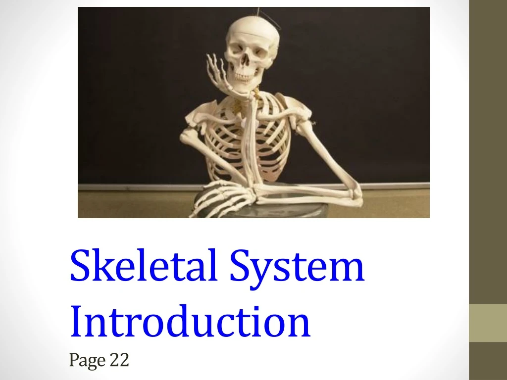 skeletal system essay introduction