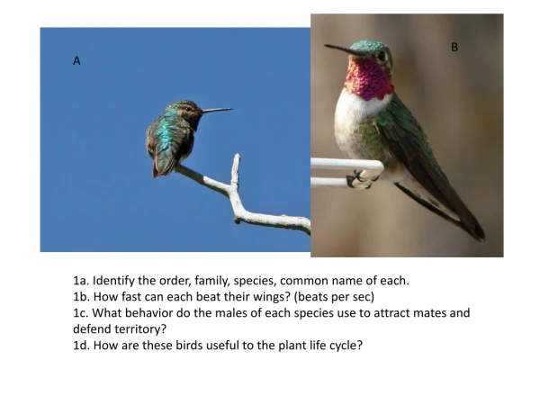 1a. Identify the order, family, species, common name of each.