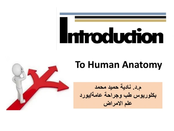 To Human Anatomy