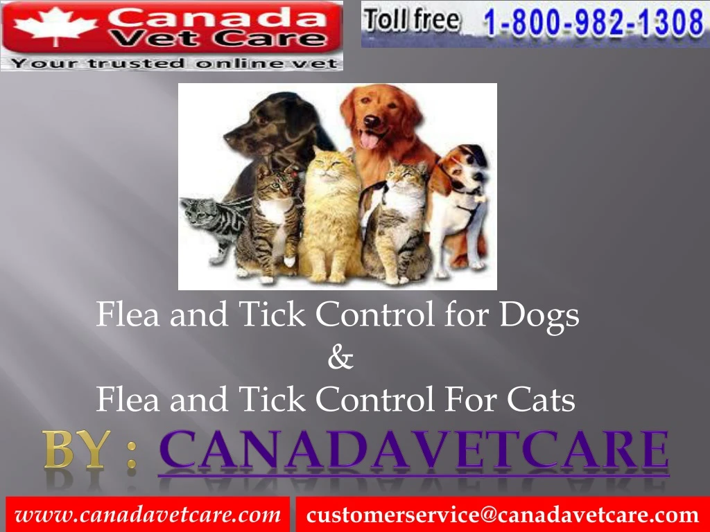flea and tick control for dogs flea and tick