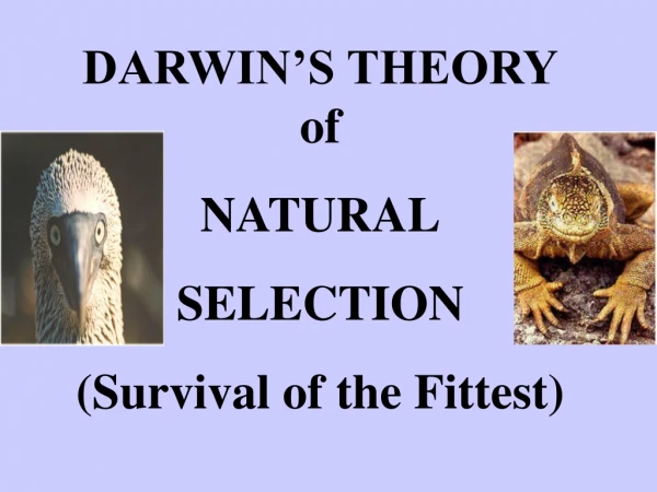 DARWIN’S THEORY of NATURAL SELECTION (Survival of the Fittest)