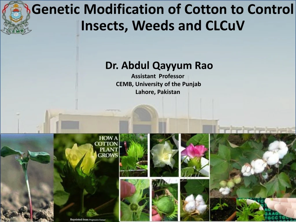 genetic modification of cotton to control insects weeds and clcuv