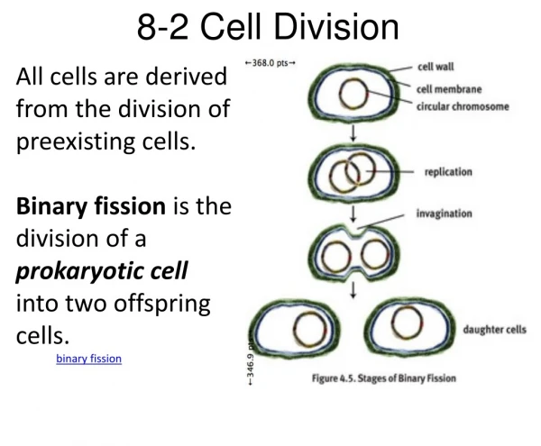 8-2 Cell Division