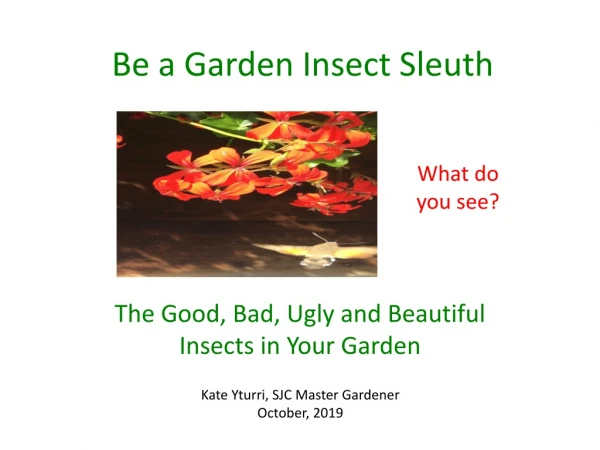 Be a Garden Insect Sleuth