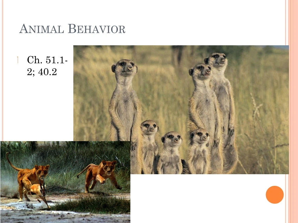 animal behavior