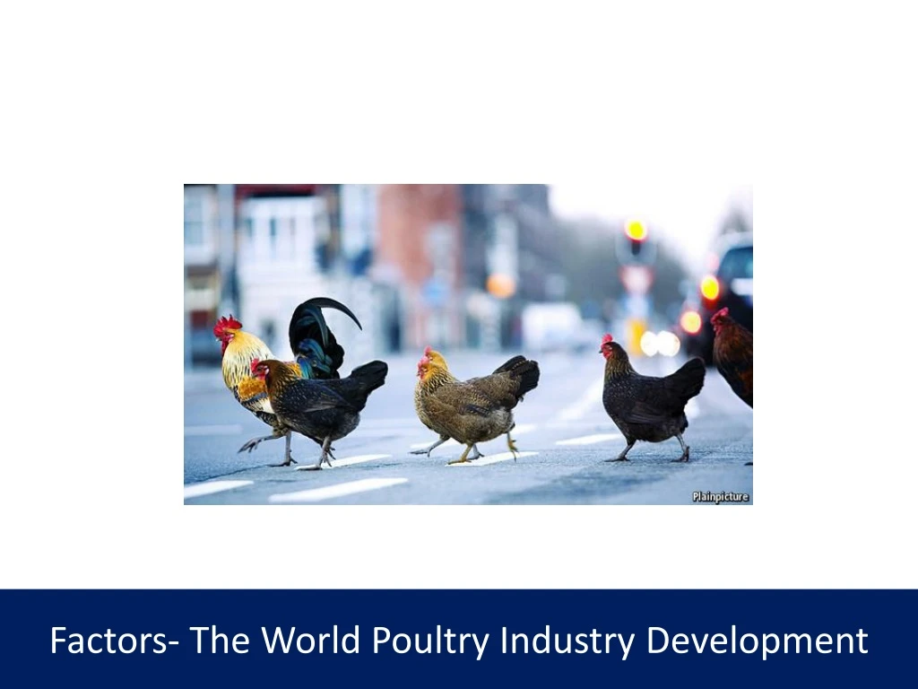 factors the world poultry industry development