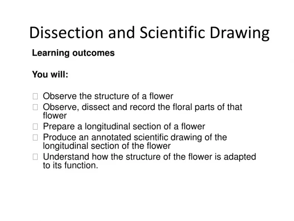 Dissection and Scientific Drawing