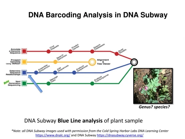 DNA Barcoding Analysis in DNA Subway