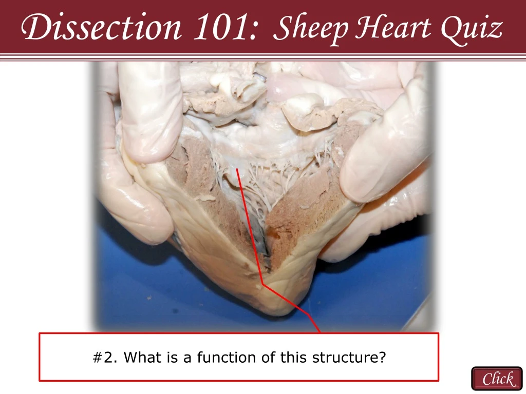 dissection 101