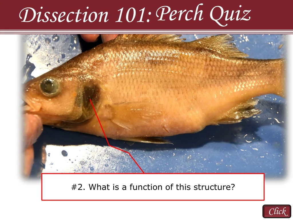 perch quiz