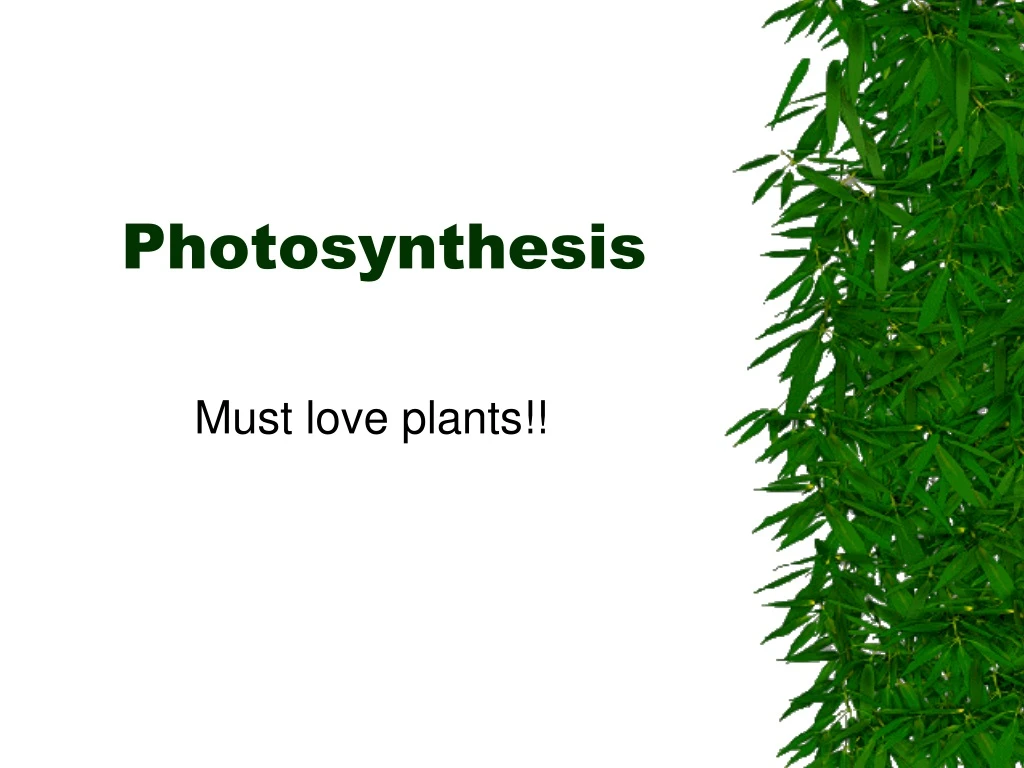 photosynthesis