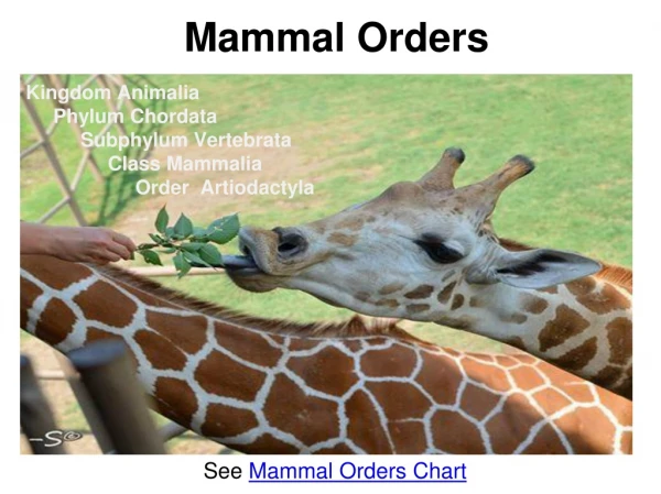 Mammal Orders
