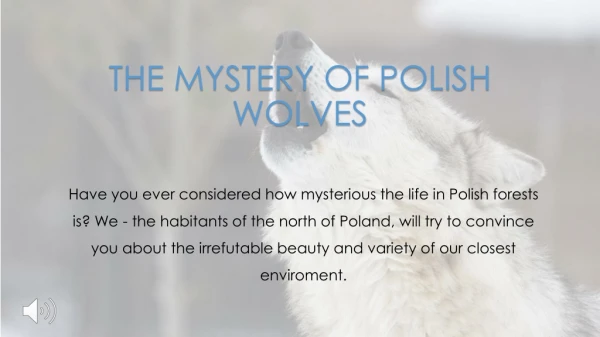 THE MYSTERY OF POLISH WOLVES