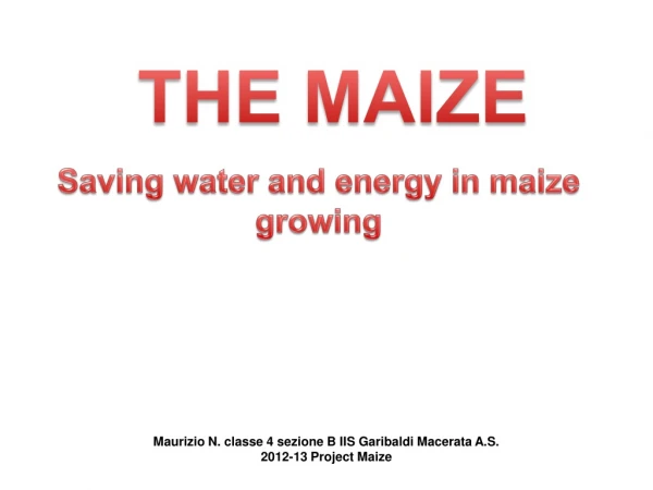 THE MAIZE