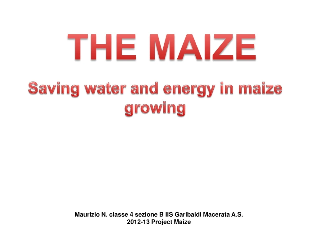 the maize