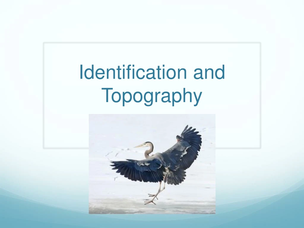 identification and topography