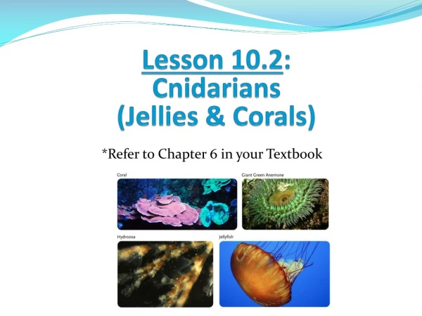 Lesson 10.2 : Cnidarians (Jellies &amp; Corals)