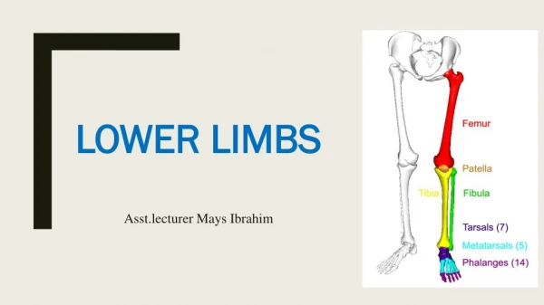 Lower limbs