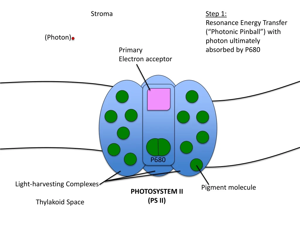 stroma